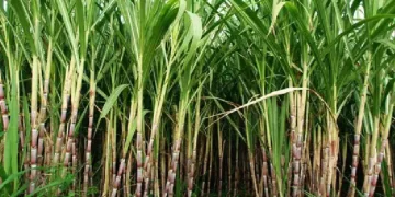 गन्ना किसानों के हित में हरियाणा सरकार लेगी हितकारी निर्णय- कृषि मंत्री