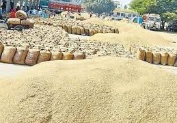 प्रदेश में अब तक हुई 41 लाख 73 हजार मीट्रिक टन धान की खरीद