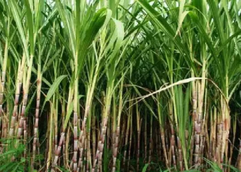 किसानों के साथ किये वायदे के मुताबिक मुख्यमंत्री भगवंत सिंह मान ने गन्ने के मूल्य में वृद्धि का किया ऐलान, पंजाब अब देश भर में से पहले नंबर पर