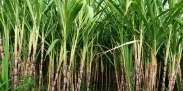 किसानों के साथ किये वायदे के मुताबिक मुख्यमंत्री भगवंत सिंह मान ने गन्ने के मूल्य में वृद्धि का किया ऐलान, पंजाब अब देश भर में से पहले नंबर पर