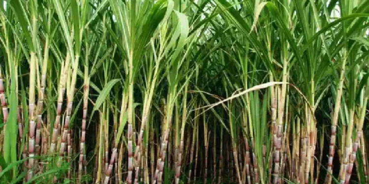 किसानों के साथ किये वायदे के मुताबिक मुख्यमंत्री भगवंत सिंह मान ने गन्ने के मूल्य में वृद्धि का किया ऐलान, पंजाब अब देश भर में से पहले नंबर पर