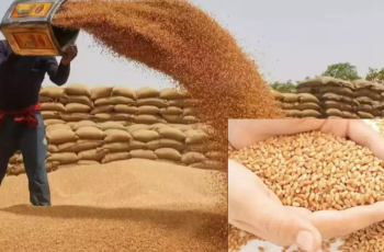 हरियाणा में रबी फसलों की खरीद के पुख्ता इंतजाम