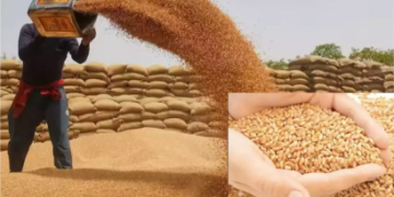 हरियाणा में रबी फसलों की खरीद के पुख्ता इंतजाम