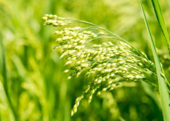 कृषि वैज्ञानिकों के शोध एवं उच्च तकनीक से प्रदेश में खाद्यान्न उत्पादन की रिकार्ड बढ़ोतरी: प्रो. बी.आर. काम्बोज