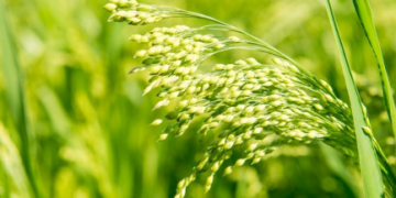 कृषि वैज्ञानिकों के शोध एवं उच्च तकनीक से प्रदेश में खाद्यान्न उत्पादन की रिकार्ड बढ़ोतरी: प्रो. बी.आर. काम्बोज