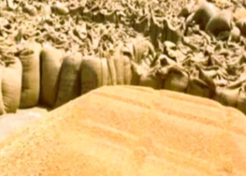 पंचकूला की मंडियों में सैंकड़ों टन सरसों व गेहूं की हुई खरीद