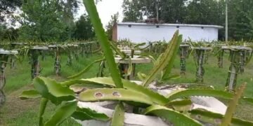 Saharanpur News : सहारनपुर के किसान ने शुरू की ड्रैगन की खेती, होने लगा लाखों का फायदा 