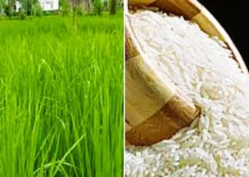 पंजाब में बासमती की फसल में 12.58 % की वृद्धि