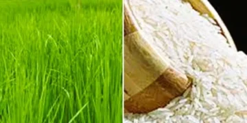 पंजाब में बासमती की फसल में 12.58 % की वृद्धि