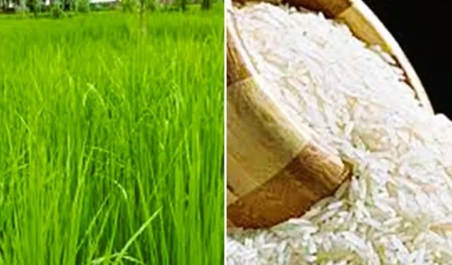 पंजाब में बासमती की फसल में 12.58 % की वृद्धि