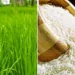 पंजाब में बासमती की फसल में 12.58 % की वृद्धि