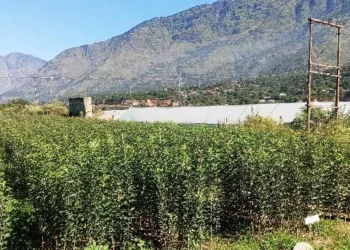 बागवानों को इस बार दिए जाएंगे ए ग्रेड के पौधे