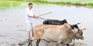 मुख्यमंत्री ने नगरा तराई में धान लगाकर किसानों का किया सम्मान